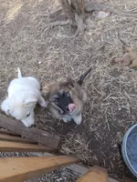 Frank The Tank , a female German Shepherd Dog and Alaskan Malamute for sale in Rock Hill, SC – Photo 3 of 7