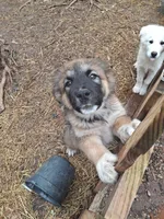 Frank The Tank , a female German Shepherd Dog and Alaskan Malamute for sale in Rock Hill, SC – Photo 2 of 7