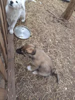 Frank The Tank , a female German Shepherd Dog and Alaskan Malamute for sale in Rock Hill, SC – Photo 5 of 7