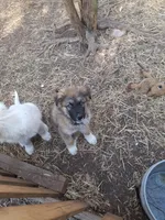 Frank The Tank , a female German Shepherd Dog and Alaskan Malamute for sale in Rock Hill, SC – Photo 4 of 7