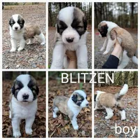 Blitzen - Shepyrenees, a male Australian Shepherd and Great Pyrenees for sale in Rock Hill, SC – Photo 2 of 6