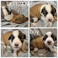 Blitzen - Shepyrenees, a male Australian Shepherd and Great Pyrenees for sale in Rock Hill, SC – Photo 3 of 6