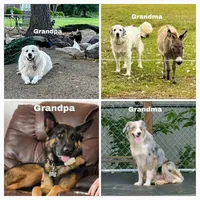 Blitzen - Shepyrenees, a male Australian Shepherd and Great Pyrenees for sale in Rock Hill, SC – Photo 6 of 6