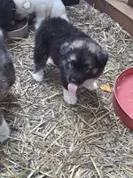 Big Boy, a male Alaskan Malamute and Great Pyrenees for sale in Rock Hill, SC – 6 of 10