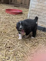 Tank, a male German Shepherd Dog and Great Pyrenees for sale in Rock Hill, SC – 2 of 4