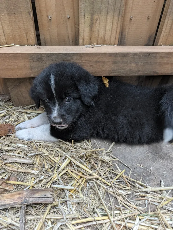 Tank – German Shepherd Dog, Great Pyrenees puppy for sale in Rock Hill, SC