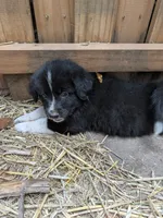 Tank, a male German Shepherd Dog and Great Pyrenees for sale in Rock Hill, SC – 1 of 6