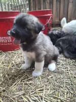 Brown Boy, a male Alaskan Malamute and Great Pyrenees for sale in Rock Hill, SC – 5 of 10