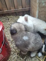 Brown Boy, a male Alaskan Malamute and Great Pyrenees for sale in Rock Hill, SC – 3 of 10