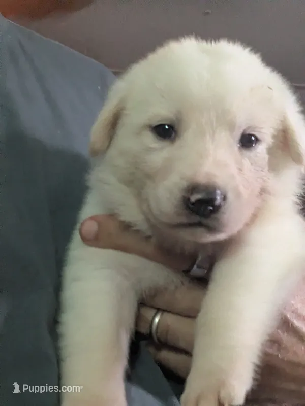 Snowball  – German Shepherd Dog, Great Pyrenees puppy for sale in Rock Hill, SC