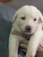 Snowball , a male German Shepherd Dog and Great Pyrenees for sale in Rock Hill, SC – 1 of 10