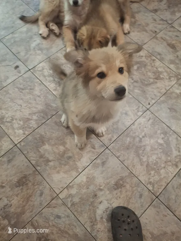 Pointy Ears (Foxy) – Alaskan Malamute, Great Pyrenees puppy for sale in Rock Hill, SC