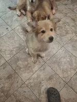 Pointy Ears, a female Alaskan Malamute and Great Pyrenees for sale in Rock Hill, SC – 3 of 8