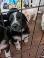 Cookie (and Cream), a male German Shepherd Dog and Great Pyrenees for sale in Rock Hill, SC – 4 of 9