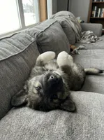 Frank The Tank, a male German Shepherd Dog and Great Pyrenees for sale in Rock Hill, SC – Photo 3 of 5