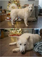 Frank The Tank, a male German Shepherd Dog and Great Pyrenees for sale in Rock Hill, SC – Photo 4 of 5