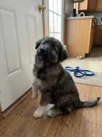 Frank The Tank, a male German Shepherd Dog and Great Pyrenees for sale in Rock Hill, SC – Photo 2 of 5