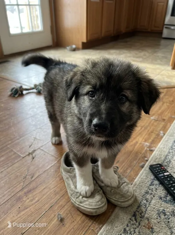Frank The Tank, a male German Shepherd Dog and Great Pyrenees for sale in Rock Hill, SC – Photo 1 of 5