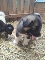Big Boy, a male Alaskan Malamute and Great Pyrenees for sale in Rock Hill, SC – 8 of 10