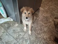Zoomer, a female German Shepherd Dog and Alaskan Malamute for sale in Rock Hill, SC – 2 of 9