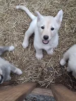 White Wolfie, a female German Shepherd Dog and Alaskan Malamute for sale in Rock Hill, SC – 4 of 5