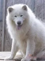 Gizmo, a male Alaskan Malamute for sale in Rock Hill, SC – Photo 2 of 2