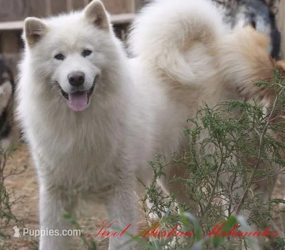 Gizmo – Alaskan Malamute puppy for sale in Rock Hill, SC