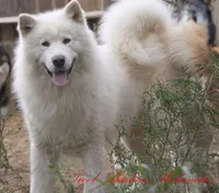 Gizmo, a male Alaskan Malamute for sale in Rock Hill, SC – Photo 1 of 2