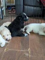 Cookie (and Cream), a male German Shepherd Dog and Great Pyrenees for sale in Rock Hill, SC – 7 of 8