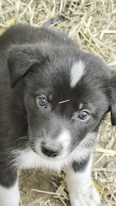 Bella, a female German Shepherd Dog and Great Pyrenees for sale in Rock Hill, SC – 7 of 9