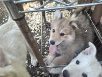 Nala, a female German Shepherd Dog and Great Pyrenees for sale in Rock Hill, SC – 7 of 9