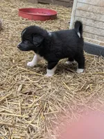 Tank, a male German Shepherd Dog and Great Pyrenees for sale in Rock Hill, SC – 1 of 4