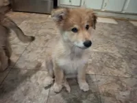 Fluffy, a female German Shepherd Dog and Great Pyrenees for sale in Rock Hill, SC – 3 of 5