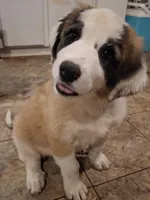 Vixen - Shepyrenees, a female Australian Shepherd and Great Pyrenees for sale in Rock Hill, SC – Photo 7 of 10