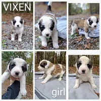 Vixen - Shepyrenees, a female Australian Shepherd and Great Pyrenees for sale in Rock Hill, SC – Photo 2 of 10