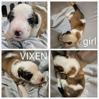 Vixen - Shepyrenees, a female Australian Shepherd and Great Pyrenees for sale in Rock Hill, SC – Photo 4 of 10