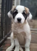 Vixen - Shepyrenees, a female Australian Shepherd and Great Pyrenees for sale in Rock Hill, SC – Photo 8 of 10