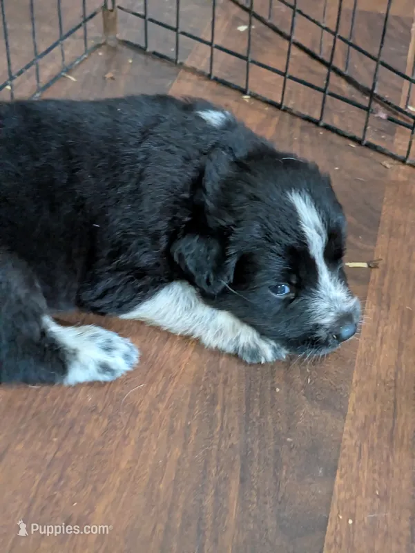 Cookie (and Cream) – German Shepherd Dog, Great Pyrenees puppy for sale in Rock Hill, SC