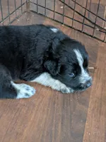 Cookie (and Cream), a male German Shepherd Dog and Great Pyrenees for sale in Rock Hill, SC – 3 of 9