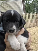 Bella, a female German Shepherd Dog and Great Pyrenees for sale in Rock Hill, SC – 2 of 9