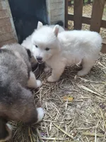 White Boy, a male Alaskan Malamute and Great Pyrenees for sale in Rock Hill, SC – 4 of 10