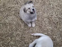 Coco, a female Alaskan Malamute and Great Pyrenees for sale in Rock Hill, SC – 7 of 9