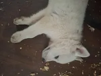 Ghost, a female German Shepherd Dog and Great Pyrenees for sale in Rock Hill, SC – Photo 2 of 8