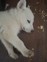 Ghost, a female German Shepherd Dog and Great Pyrenees for sale in Rock Hill, SC – Photo 5 of 8