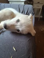 Ghost, a female German Shepherd Dog and Great Pyrenees for sale in Rock Hill, SC – Photo 6 of 8