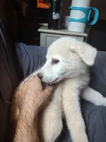 Ghost, a female German Shepherd Dog and Great Pyrenees for sale in Rock Hill, SC – Photo 4 of 8