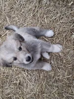 Coco, a female Alaskan Malamute and Great Pyrenees for sale in Rock Hill, SC – 2 of 9