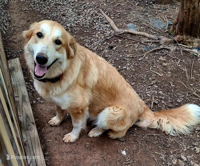 Nala – German Shepherd Dog, Great Pyrenees puppy for sale in Rock Hill, SC