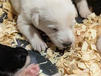 Snowball , a male German Shepherd Dog and Great Pyrenees for sale in Rock Hill, SC – 2 of 5
