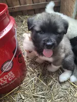 Brown Boy, a male Alaskan Malamute and Great Pyrenees for sale in Rock Hill, SC – 4 of 10